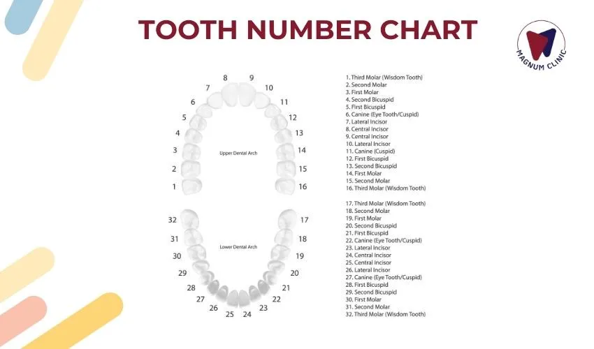 Tooth Numbers and Name Chart for Adults and Children: Understanding Tooth Structure and Common Dental Issues