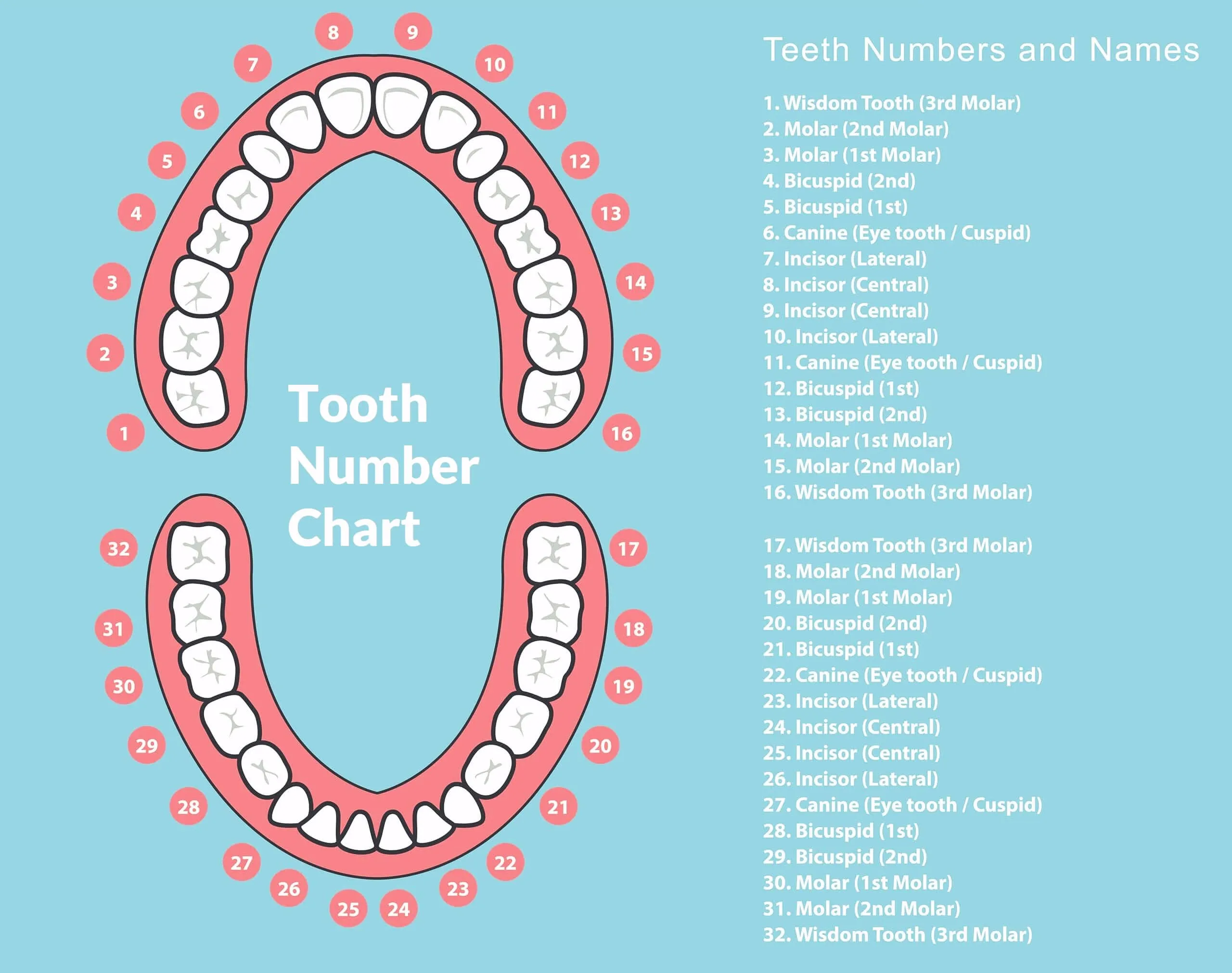 Tooth chart showing tooth numbers and names for adults and children