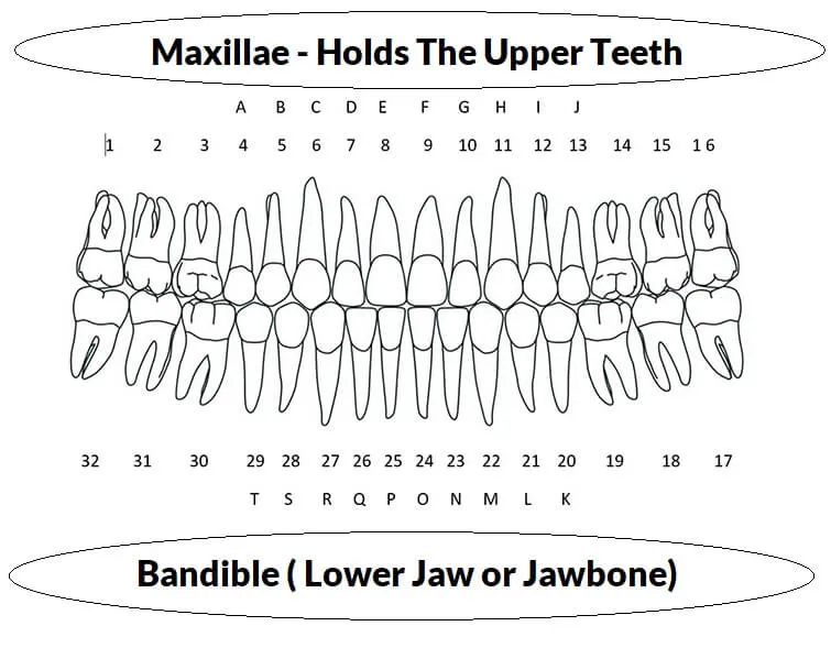 Inner and outer tooth structure and arrangement diagram